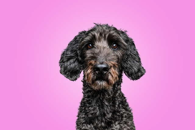 BSP_8658-Bearbeitetpink | Augenblicke kommen und gehen, Erinnerungen bleiben. Als Tierfotografin schaffe ich liebevolle Erinnerungen an unsere tierischen Familienmitglieder, ohne Stress und Druck.
Buchbar für den Raum München und Landkreis Dachau  - Realisiert mit Pictrs.com