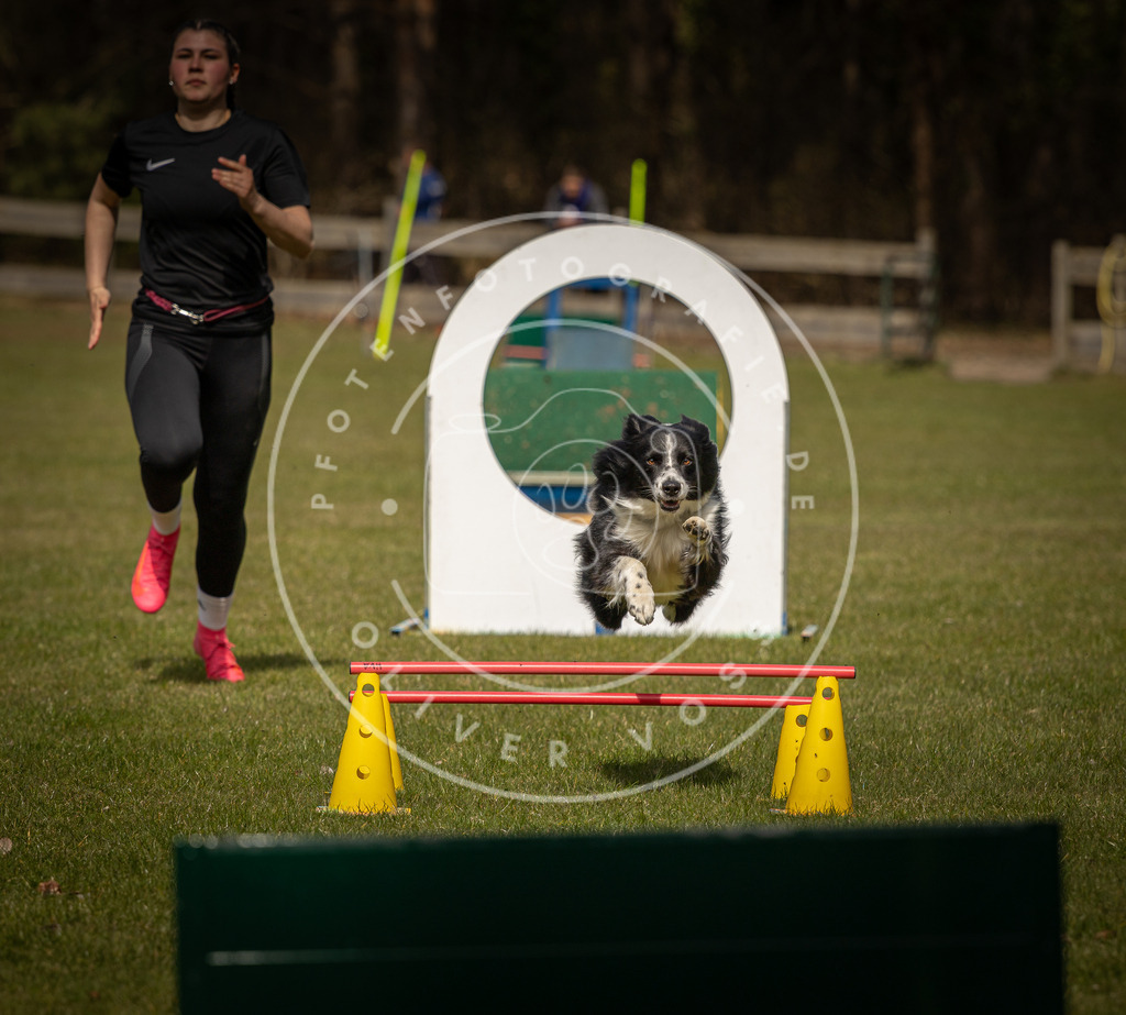 Pfotenfotografie_DV3A5998 | Hundefotografie, Tierfotograf, Pfotenfotografie, Fotoshooting Hund, Hunde Portrait, Hundesport, Hundeportraits, Heideshooting, Hunde, Sportfotograf, Hundefotograf, Turnierhundsport, THS,  - Realisiert mit Pictrs.com
