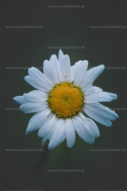 Margerite | Blüte einer Margerite - Realisiert mit Pictrs.com
