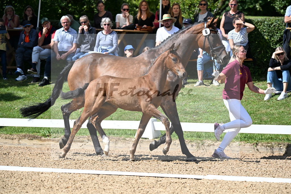 Kat-Nr. 6 Va Bene x Zonik One_SF_Stadelmann_29250246 | hf-fotografie - Realisiert mit Pictrs.com