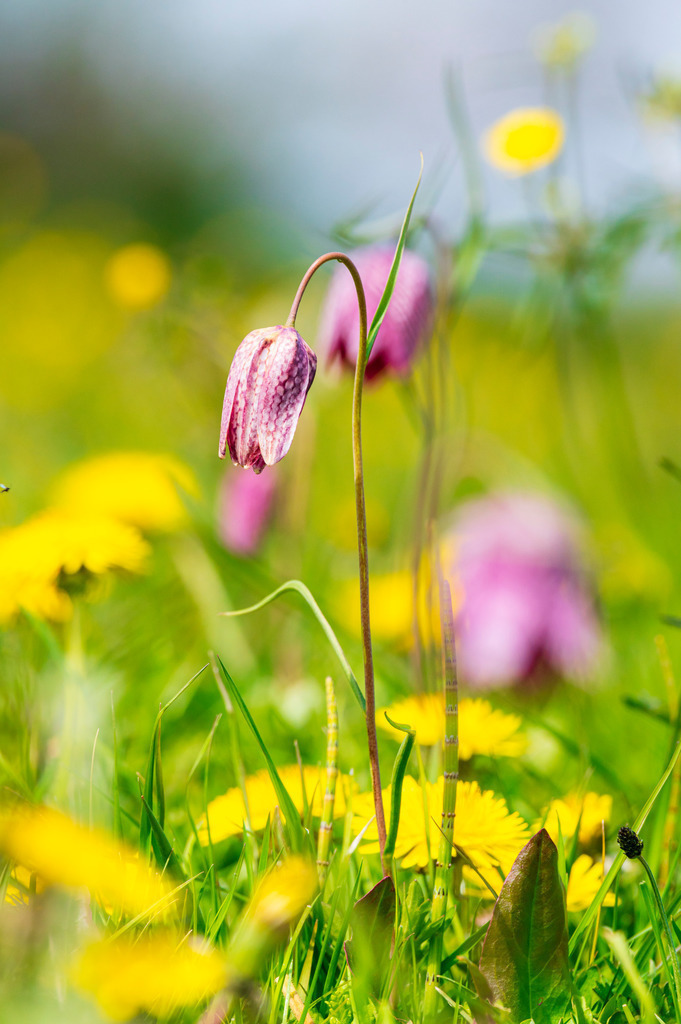 2022_04_30_SCHACHBLUMEN_DSC1658 | Hochwertig gedruckte Fotografien für die Wand, als Kalender und zum Verschenken. Hamburg & Norddeutschland und überall wo ich mit der Kamera unterwegs war.
