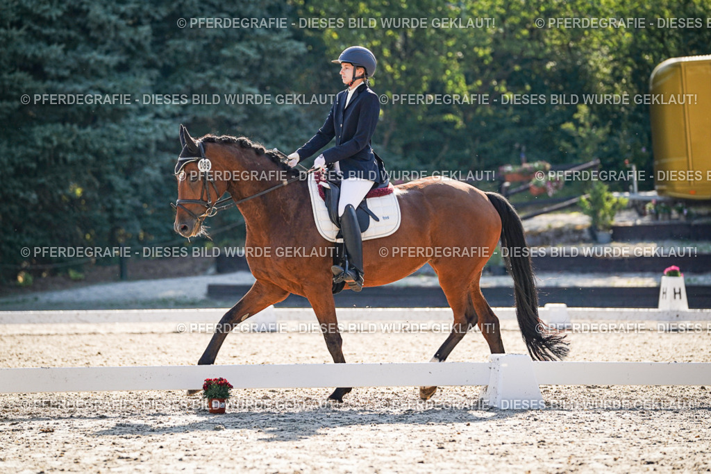 DSC09158 | Pferdegrafie