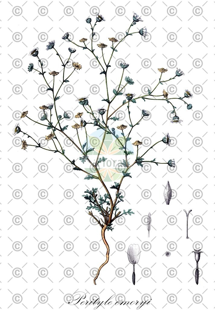 HistAbb_wfo-0000394778_1_ENZY_Simple | Historische Abbildung von Perityle emoryi - Asteraceae | Historical Illustration of Perityle emoryi - Asteraceae