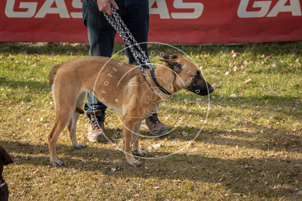 0L8A9095 | Hundefotografie, Tierfotograf, Pfotenfotografie, Fotoshooting Hund, Hunde Portrait, Hundesport, Hundeportraits, Heideshooting, Hunde, Sportfotograf, Hundefotograf, Turnierhundsport, THS,  - Realisiert mit Pictrs.com