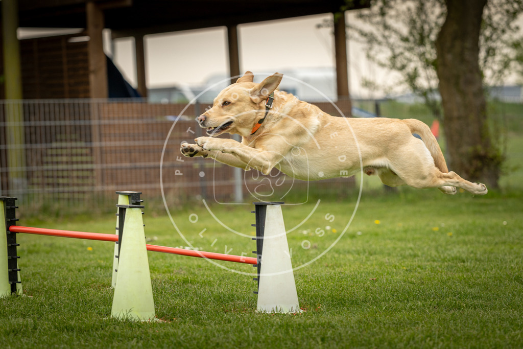 Pfotenfotografie_DV3A1146 | Hundefotografie, Tierfotograf, Pfotenfotografie, Fotoshooting Hund, Hunde Portrait, Hundesport, Hundeportraits, Heideshooting, Hunde, Sportfotograf, Hundefotograf, Turnierhundsport, THS,  - Realisiert mit Pictrs.com