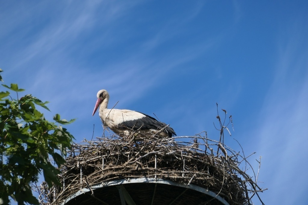 Storch in Wichmar | Der Storch in Wichmar ist wieder da und sorgt für große Freude im Ort. Nach seinem langen Flug aus dem Süden ist er in den vergangenen Tagen zurückgekehrt und hat sofort begonnen, sein Nest auf dem seit langem errichteten Mast am Ortsrand auszubessern. Mit Zweigen, Gras und kleinen Ästen arbeitet er geduldig daran, sein Zuhause für die kommende Brutsaison herzurichten.Viele Wichmarerinnen und Wichmarer beobachten ihn mit Begeisterung – der Storch gilt inzwischen als Symbol für den Frühling und für neues Leben im Dorf. Besonders die Kinder freuen sich, wenn sie den großen Vogel über die Dächer kreisen sehen.Jetzt hoffen alle, dass auch seine Partnerin bald eintrifft und das Paar in diesem Jahr wieder Junge großzieht. Das Klappern des Storchs über Wichmar gehört damit nach langer Zeit endlich wieder fest zur Dorfatmosphäre. - Realisiert mit Pictrs.com