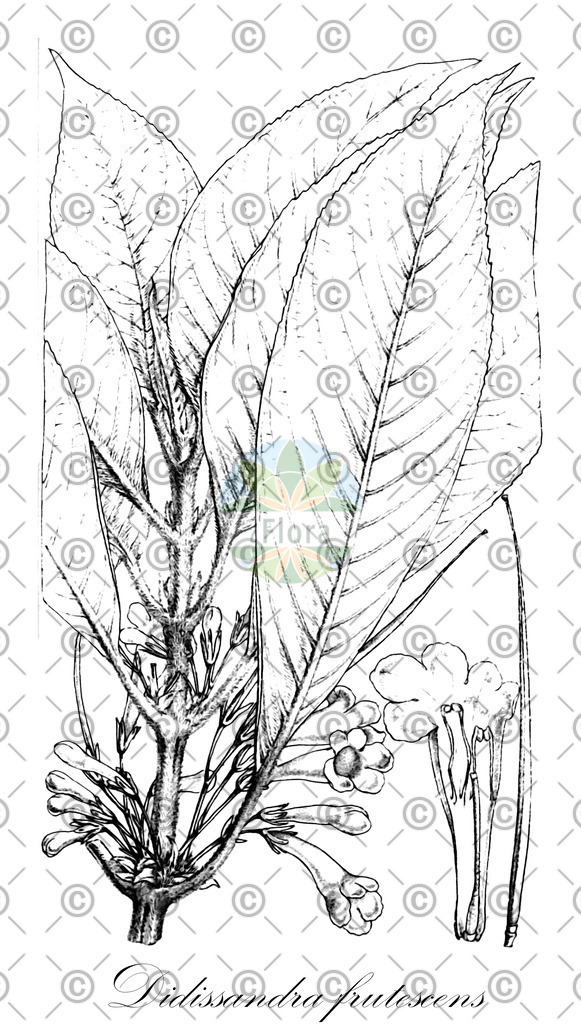 HistAbb_wfo-0000943144_1_ENZY_Simple | Historische Abbildung von Didissandra frutescens - Gesneriaceae | Historical Illustration of Didissandra frutescens - Gesneriaceae