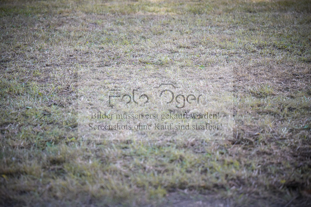 DOS_0989 | Entdecke hochwertige Reitturnierfotos von Foto Oger. Professionell, emotional und authentisch – jetzt Lieblingsmomente im Shop bestellen.Deutschlandweite Turnierfotografie. - Realisiert mit Pictrs.com