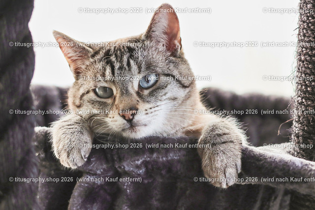 Minou 107 | titusgraphy.eu präsentiert anspruchsvolle Katzenfotos in verschiedenen Variationen.  - Realisiert mit Pictrs.com