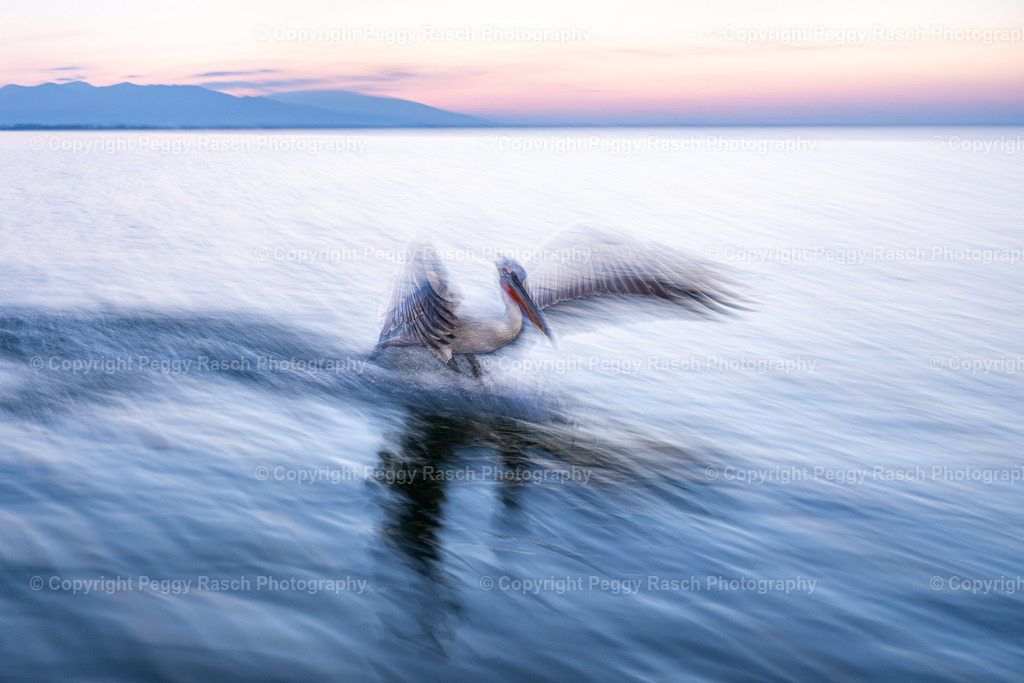 Pelikane_2024_groß next4-17 | PeggyRaschPhotography - Realisiert mit Pictrs.com