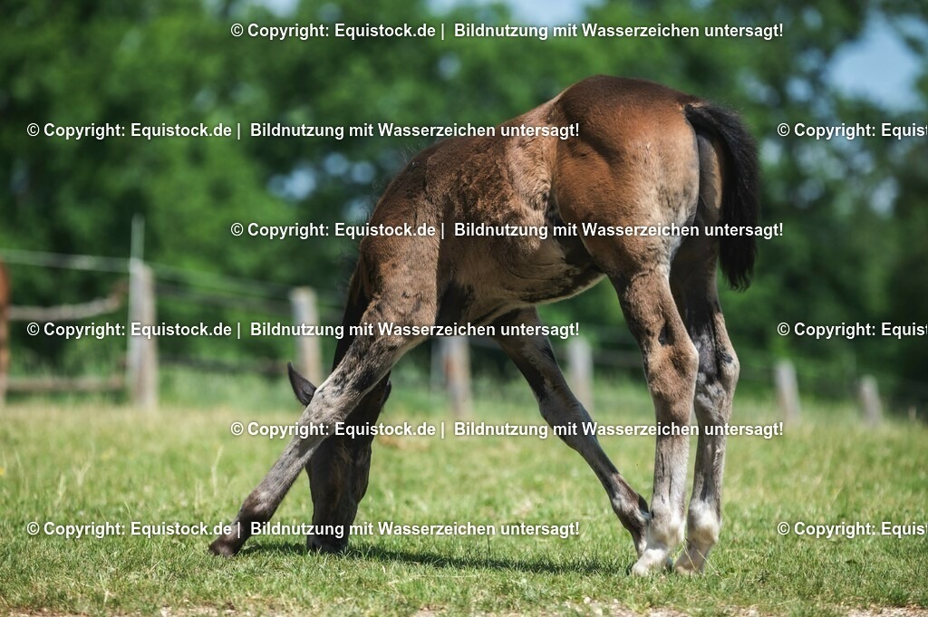 20210617_Fohlen_0222 | Foto: Thomas Hartig