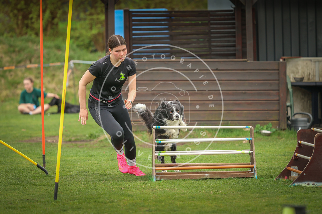 Pfotenfotografie_0L8A0778 | Hundefotografie, Tierfotograf, Pfotenfotografie, Fotoshooting Hund, Hunde Portrait, Hundesport, Hundeportraits, Heideshooting, Hunde, Sportfotograf, Hundefotograf, Turnierhundsport, THS,  - Realisiert mit Pictrs.com