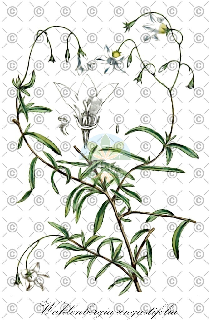 HistAbb_wfo-0000418011_1_ENZY_Simple | Historische Abbildung von Wahlenbergia angustifolia - Campanulaceae | Historical Illustration of Wahlenbergia angustifolia - Campanulaceae