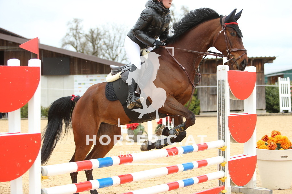 DL2Q1588 | Willkommen bei Brunnmayr - Design & Fotografie – Ihrem Spezialisten für Reitturniere und Pferdeveranstaltungen in Oberösterreich, Salzburg und Bayern! Seit über 17 Jahren sind wir leidenschaftlich dabei.