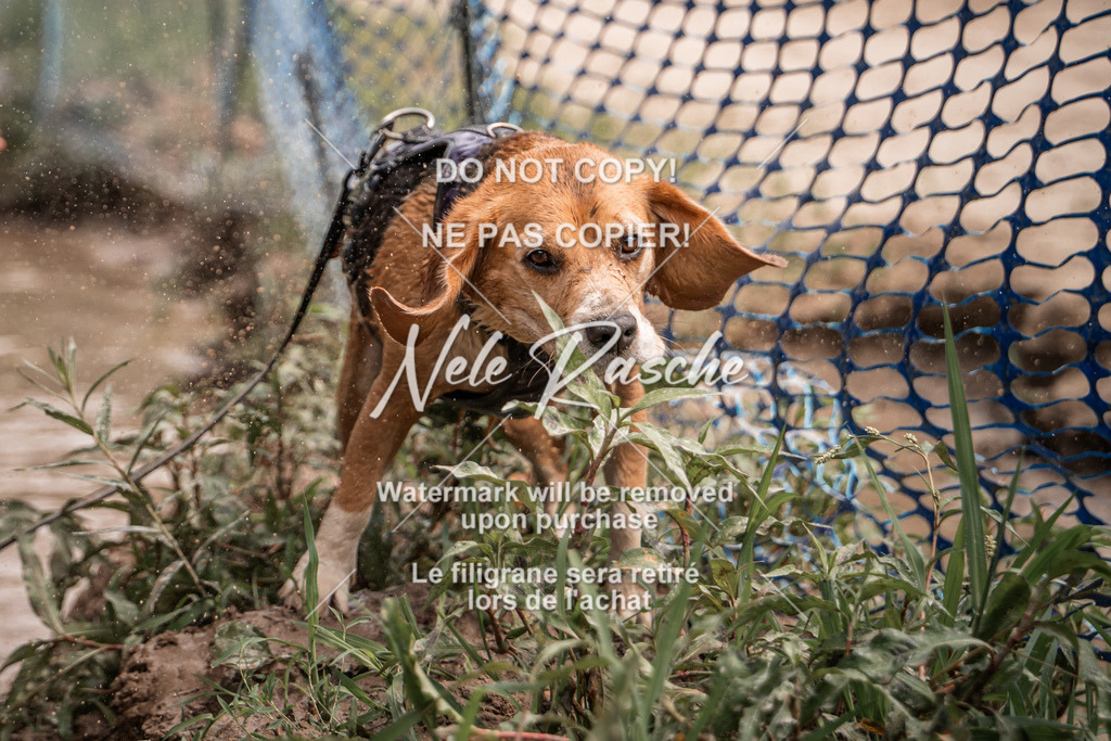nelerasche_Hoope2026_So1400-1430_59 | nelerasche