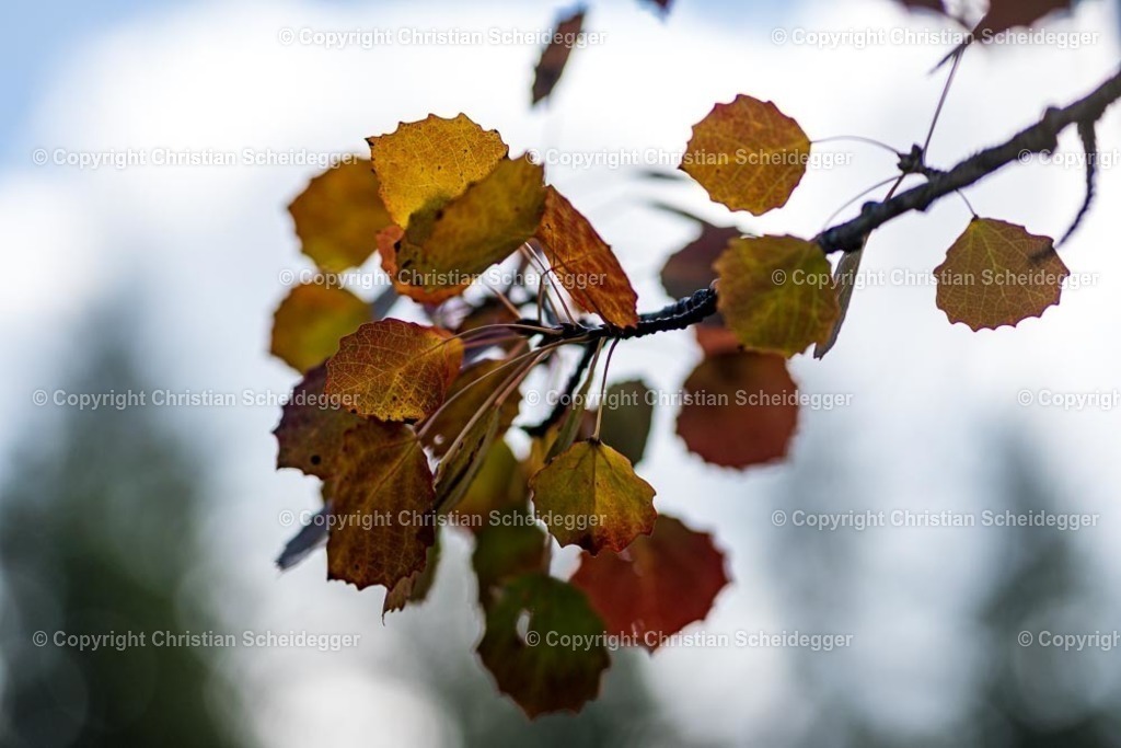 PICTR-A6402897 | Schöne Fotoprints und andere Fotobilderprodukte, frei konfigurierbar - Realisiert mit Pictrs.com