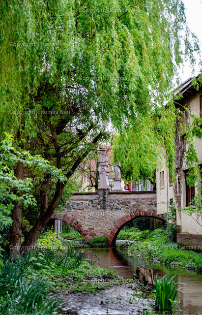 DSC_3303 | frisches Grün,  Frühling in der Innnenstadt, Mittelbrücke, Bensheim, ,, Bild: Thomas Neu