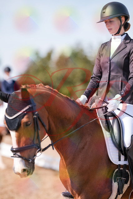 2026_10_03_Siefer-Hof_132736_Z81_82340375 | Professionelle Reitsport-, Turnier- und Eventfotografie von Robert Broda. Galerien mit ausgewählten und bearbeiteten Bildern direkt online ansehen und bestellen.