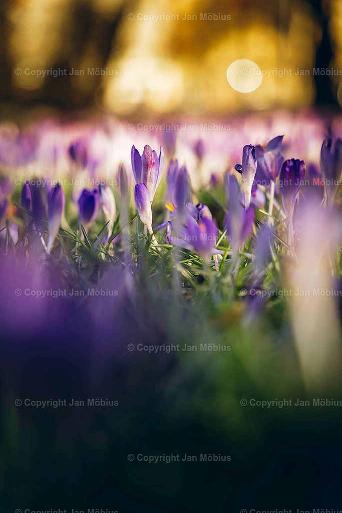 _DSC3420 | Leipzig Wandbilder Drucke Prints Leinwand Stadtmotive Leipzig Fotosdruck Kunstdrucke Bilder Leipzig Stadtansichten Acrylglasbilder Leipzig Wanddeko Fine Art Prints Wandbilder Büro Leipzig Bilder Praxis Zuhause Bilderdruck Poster Posterlounge Kunstdrucke - Realisiert mit Pictrs.com