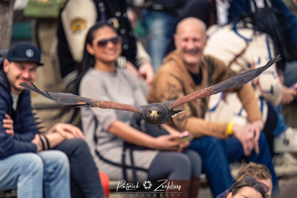 Greifvogl-Zöchling (10 von 23) | Mein Name ist Patrick Zöchling. Auf dieser Website siehst Du meine Projekte als Fotograf und kannst Dir Deine Fotos in Galerien ansehen und herunterladen. Über einen Webshop kannst Du Bilder ausarbeiten, auf T-Shirt drucken usw. - Realisiert mit Pictrs.com