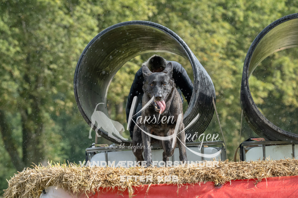 1115_ZZ93676 | kk-dogfotos