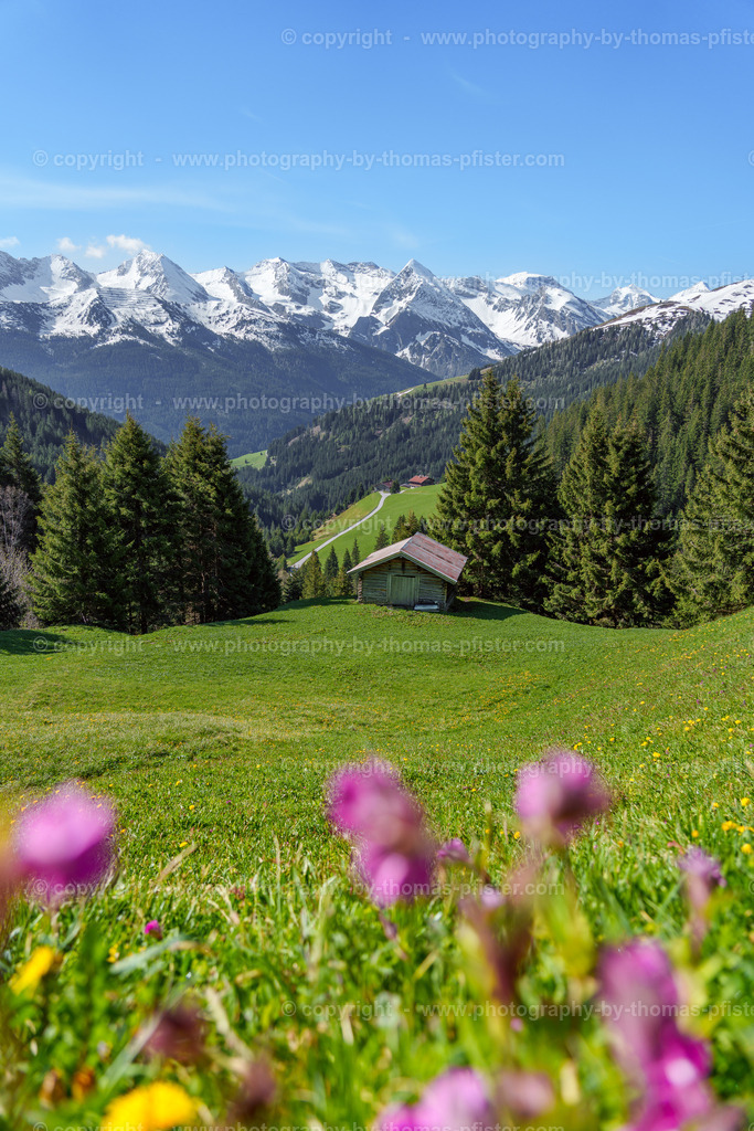 Tux Frühling copyright  Thomas Pfister-11 | PHOTOGRAPHY BY THOMAS PFISTER
