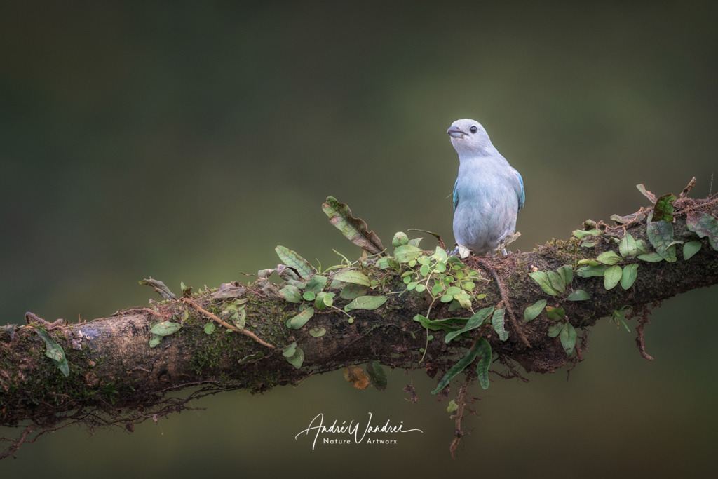 Bischofstangare | Andre Wandrei - Nature Artworx - Realisiert mit Pictrs.com