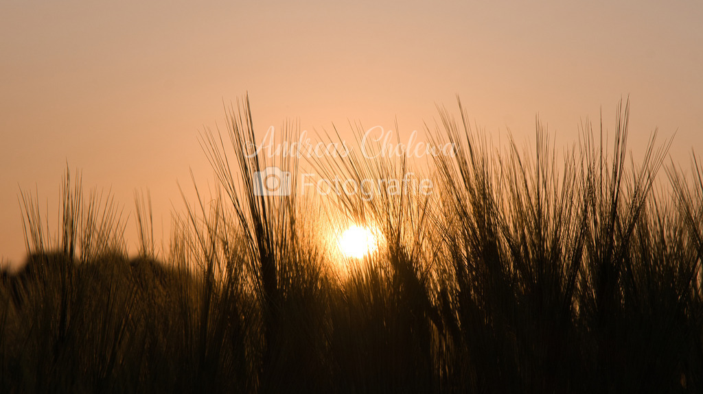 Gerste im Sonnenuntergang | Ein Getreidefeld im Sonnenuntergang - Realisiert mit Pictrs.com