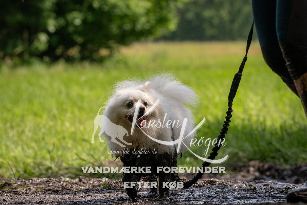 1151_ZZ94991 | kk-dogfotos