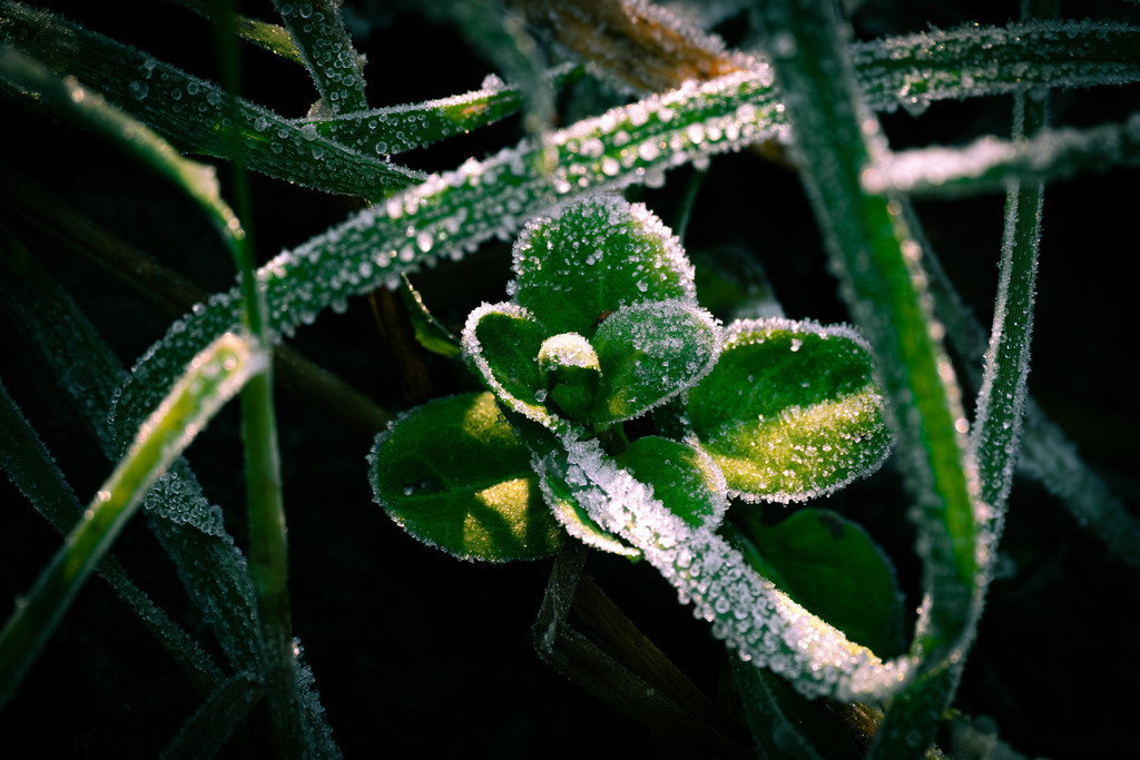 DSCF2506-12 | Tier- & Landschaftsfotografie und Porträtshootings. Entdecke einzigartige Fotokunst als Wandbild, Tasse oder Mauspad – mit Leidenschaft fotografiert - Realisiert mit Pictrs.com