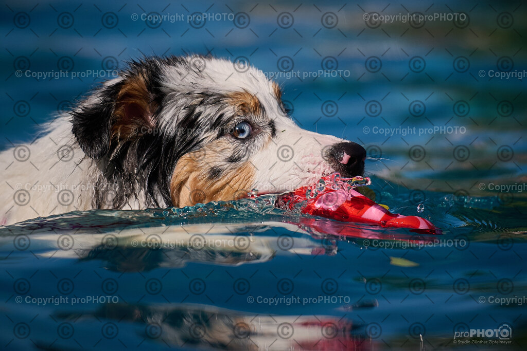 203_202509_4Hundebadetag_NZ9_2806 | proPHOTO - Realisiert mit Pictrs.com