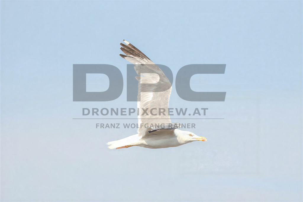 Yellow-legged Gull (Larus michahellis) | Yellow-legged Gull (Larus michahellis), a large gull species commonly found along Mediterranean coasts, rocky shorelines, harbours and coastal areas. - Realisiert mit Pictrs.com