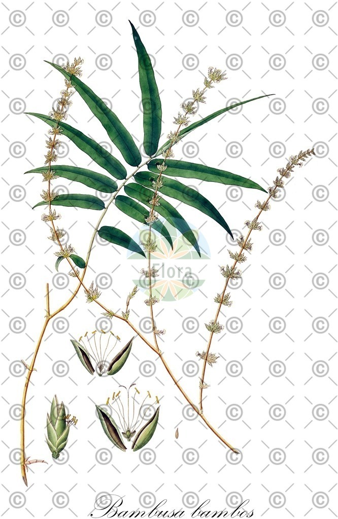 HistAbb_wfo-0001424676_1_ENZY_Simple | Historische Abbildung von Bambusa bambos - Poaceae (Bambus;Indische Pfahlrohr;Bambusgras) | Historical Illustration of Bambusa bambos - Poaceae