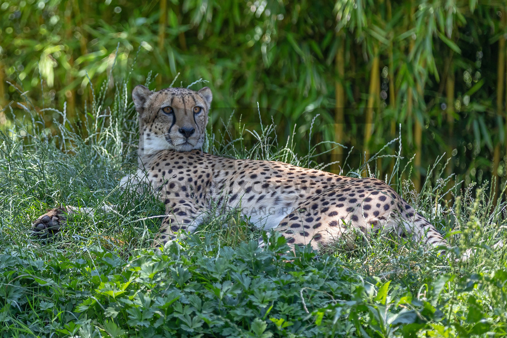 Gepard in Bewegung | Ein Gepard durchstreift das hohe Gras. Kraft, Eleganz und Geschwindigkeit vereinen sich in diesem Moment der Wildtierfotografie. - Realisiert mit Pictrs.com