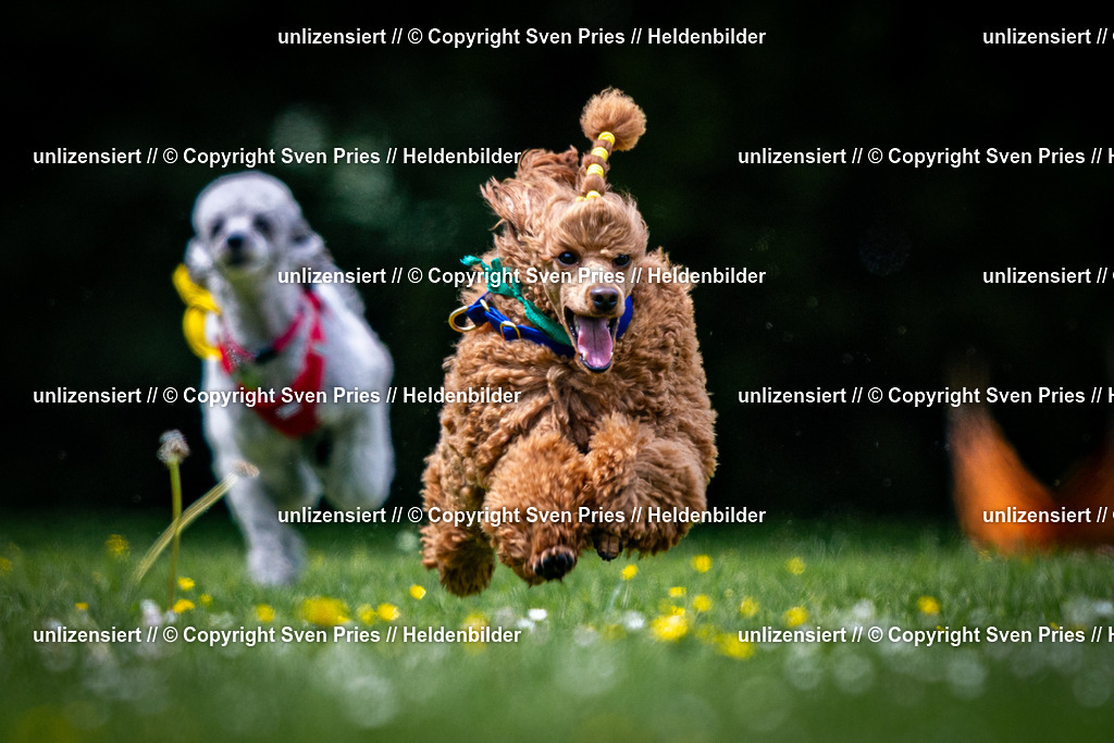 Sven Pries | 2026-05-14 - Hunderennen KA Durlach Vatertag 2026 - Realisiert mit Pictrs.com
