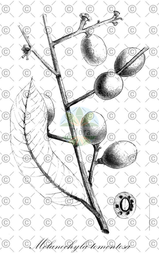 HistAbb_wfo-0000239947_1_ENZY_Simple | Historische Abbildung von Melanochyla tomentosa - Anacardiaceae | Historical Illustration of Melanochyla tomentosa - Anacardiaceae
