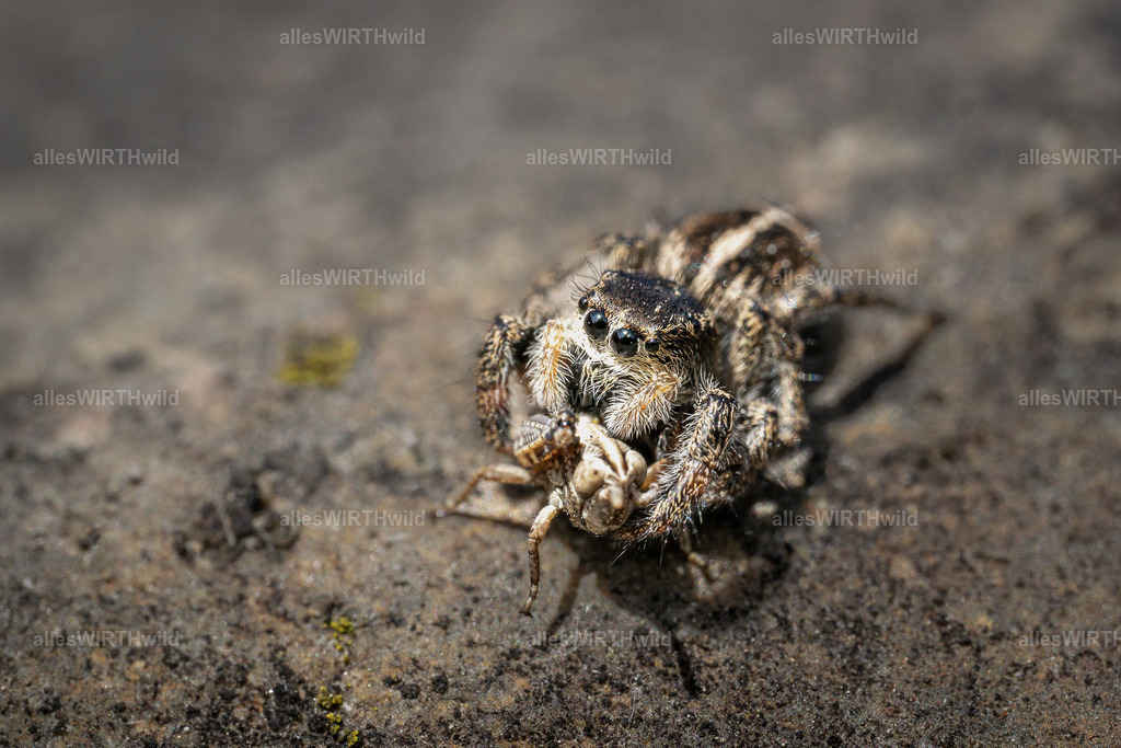 3-2-1-meins_ | Entdecke die faszinierende Welt der Natur- und Wildlife-Fotografie von Daniel und Bärbel. Inspirierende Bilder von wilden Tieren und kleinen Naturwundern.