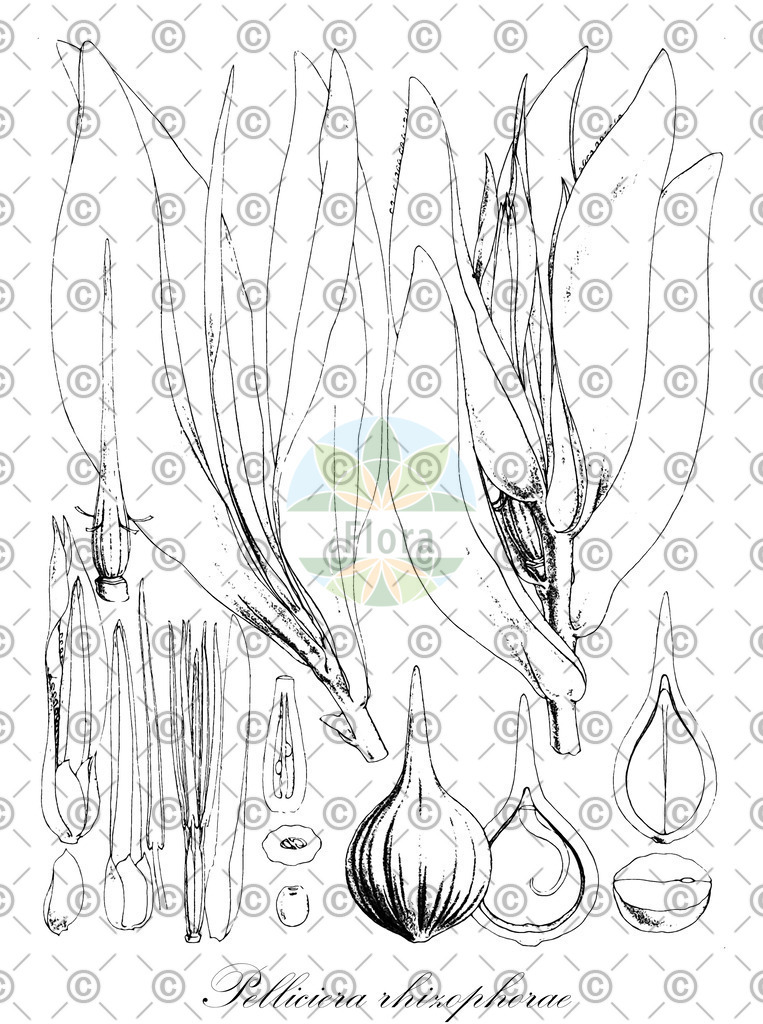 HistAbb_wfo-0000473830_1_ENZY_Simple | Historische Abbildung von Pelliciera rhizophorae - Tetrameristaceae | Historical Illustration of Pelliciera rhizophorae - Tetrameristaceae