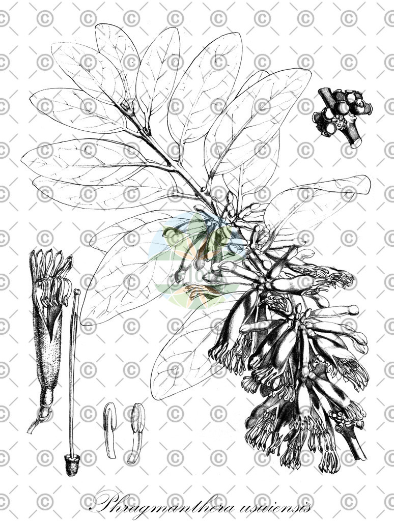 HistAbb_EMP_140466_SRC_Schlechtendal_FLORAD_SIMPLE | Historische Abbildung von Phragmanthera usuiensis - Loranthaceae | Historical Illustration of Phragmanthera usuiensis - Loranthaceae