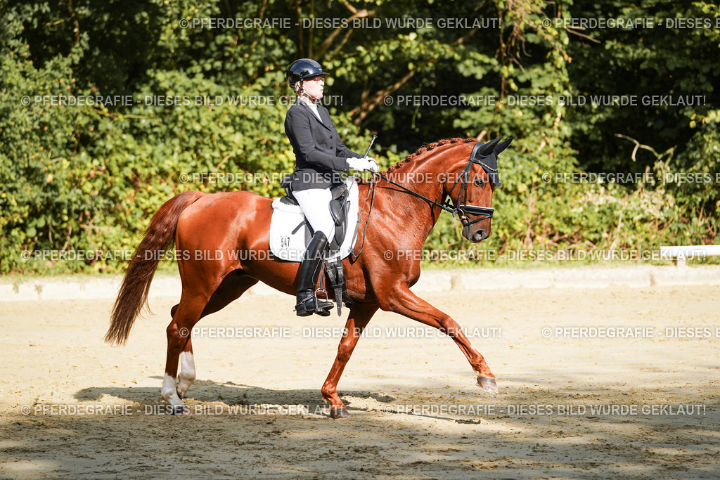 DSC08598 | Pferdegrafie