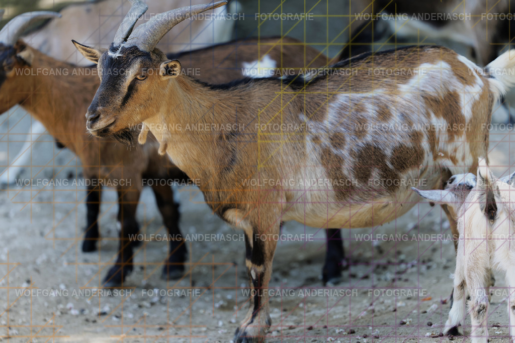 253L1013_wa | Ein stiller Moment im Opel Zoo: Der Blick des Tieres erzählt von Gelassenheit, Präsenz und Nähe. Ungestellt, ruhig und auf Augenhöhe fotografiert – ein Augenblick, der bleibt. - Realisiert mit Pictrs.com