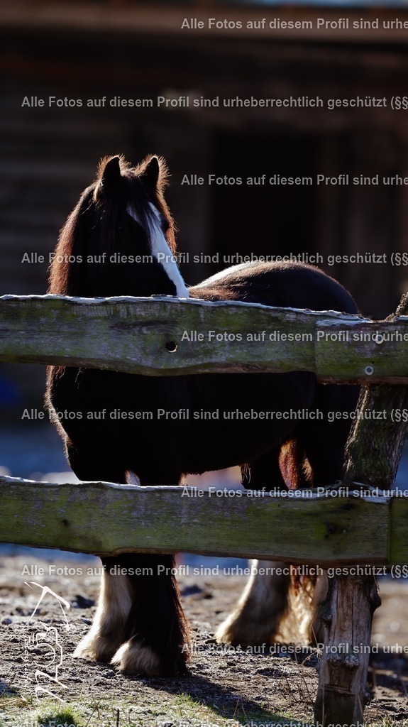 Photo_1733072911684 | krollfotografie - Realisiert mit Pictrs.com