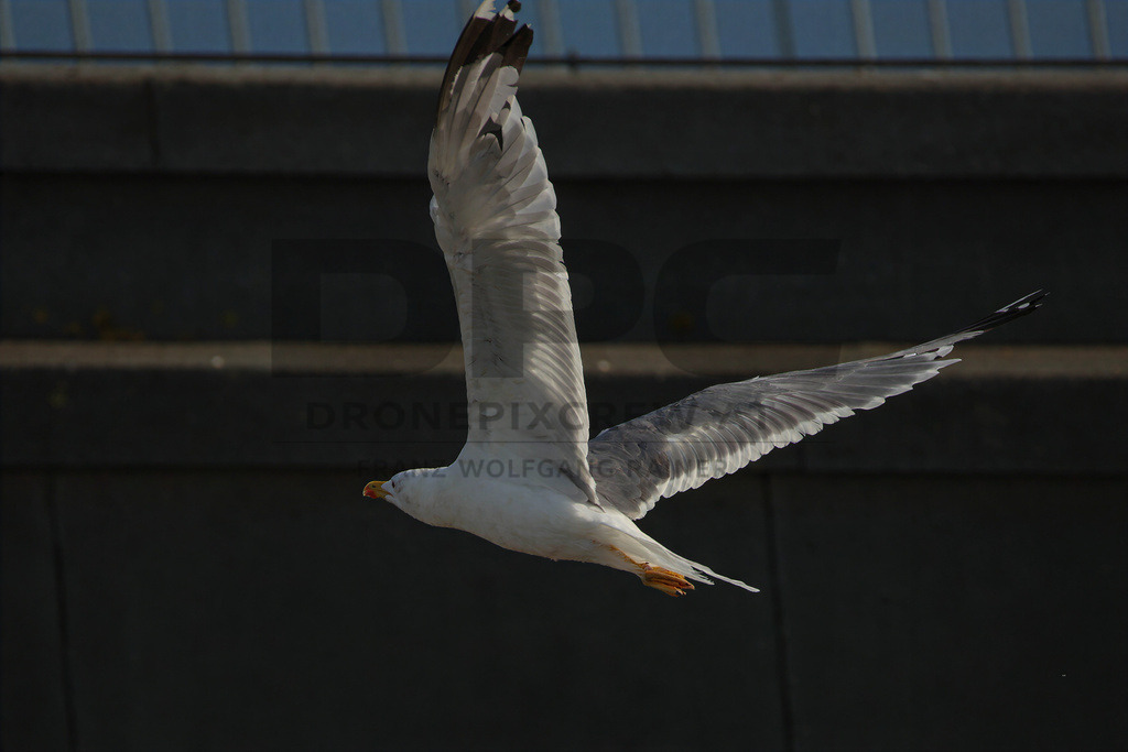 Yellow-legged Gull (Larus michahellis) | Yellow-legged Gull (Larus michahellis), a large gull species commonly found along Mediterranean coasts, rocky shorelines, harbours and coastal areas. - Realisiert mit Pictrs.com