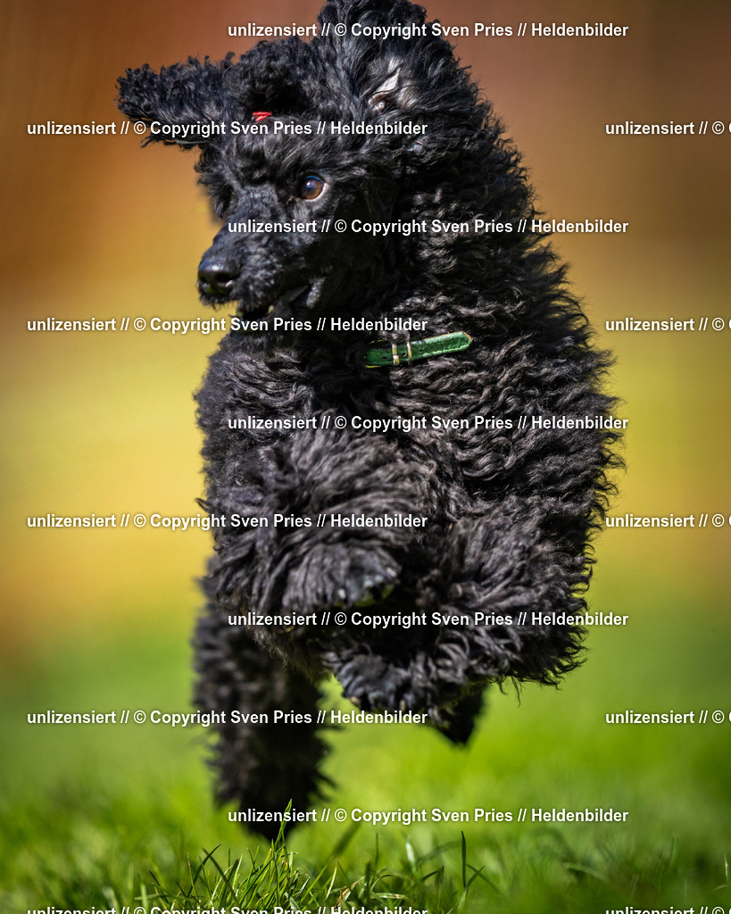 Sven Pries | 2025-04-13 - Hunderennen Baden-Baden - Realisiert mit Pictrs.com