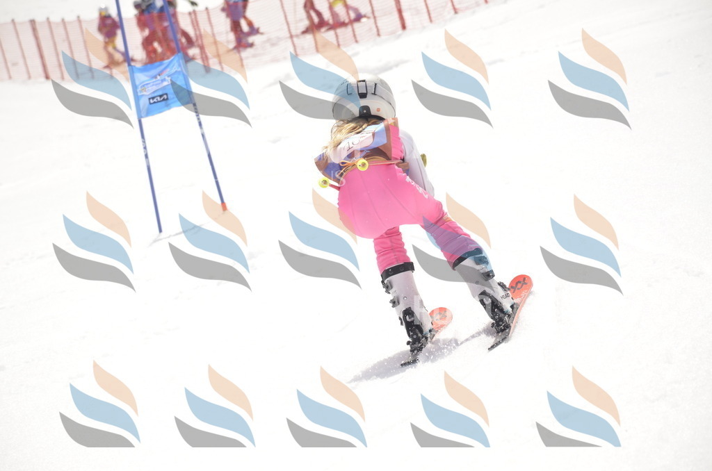 _ELE8608 | holidayphoto