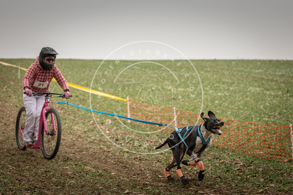 Pfotenfotografie_DV3A3810 | Hundefotografie, Tierfotograf, Pfotenfotografie, Fotoshooting Hund, Hunde Portrait, Hundesport, Hundeportraits, Heideshooting, Hunde, Sportfotograf, Hundefotograf, Turnierhundsport, THS,  - Realisiert mit Pictrs.com