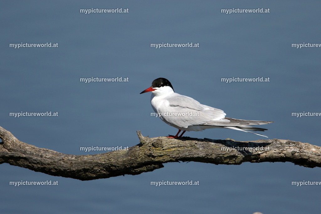 Flussseeschwalbe-023 | Das Bilderarchiv über Tiere, Planzen und Landschaften. In der Bilddatenbank finden Sie ein große Auswahl an hochwertigen Bilder für Ihre Werbung - Realisiert mit Pictrs.com