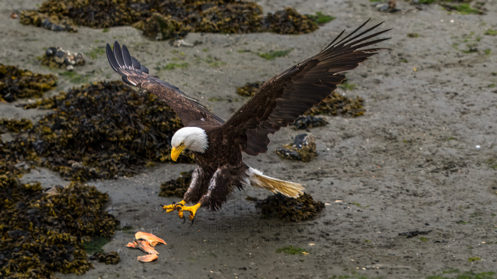 P1628627-Bearbeitet-2023-LR | Natur im Moment - Realisiert mit Pictrs.com