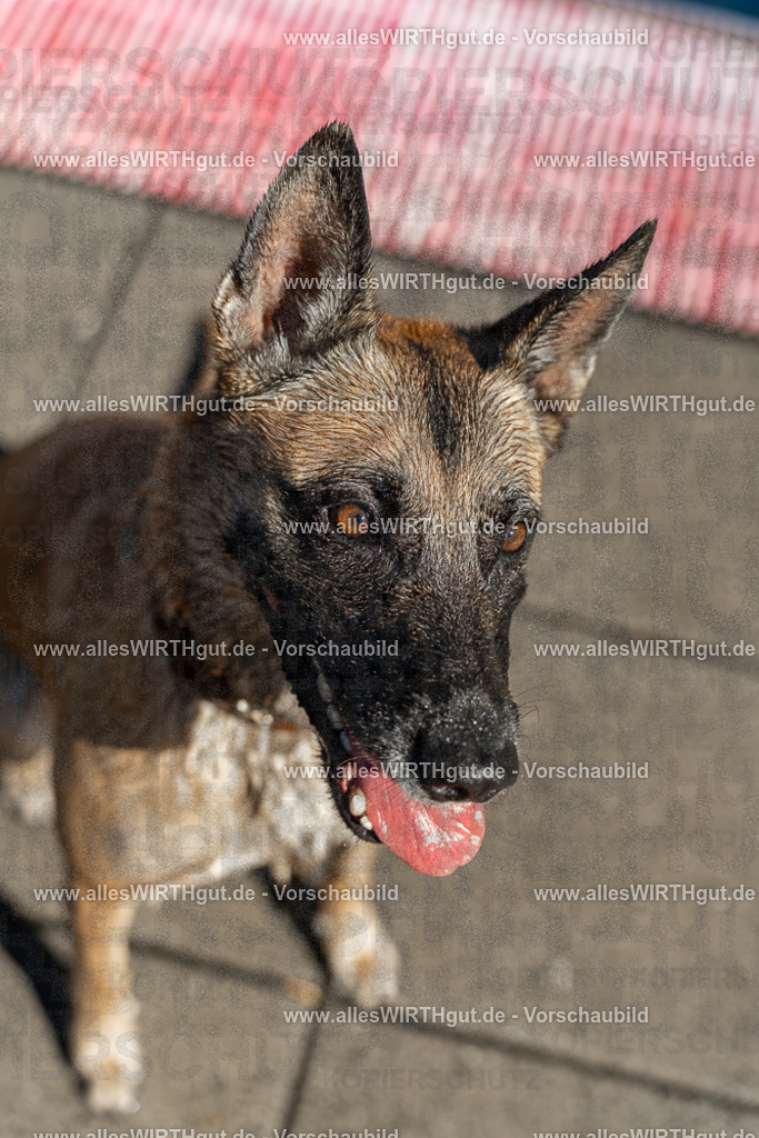 Hundeschwimmen_Volksbad_2026-allesWIRTHgut_Tierfotografie-2609061131-104122-7R509681 | Professionelle Tierfotografie in Mönchengladbach von Daniel Wirth (allesWIRTHgut). Liebevolle & natürliche Bilder von Hunden & Katzen für unvergessliche Erinnerungen.