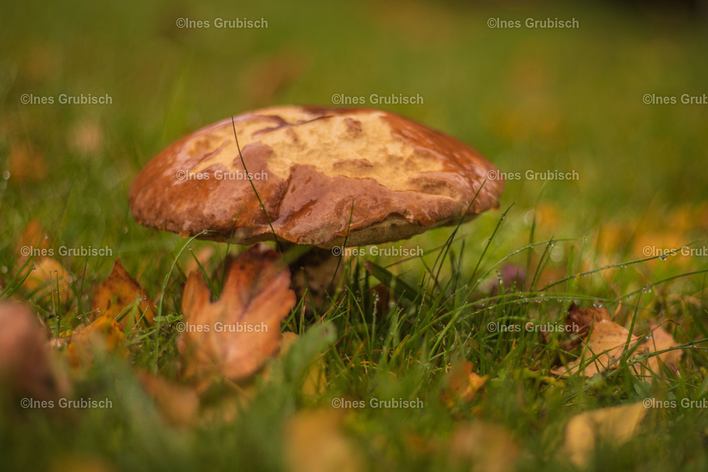 Birkenpilz im Gras | Lila Lubbenbomm - Artwork by Ines Grubisch - Realisiert mit Pictrs.com